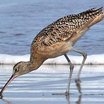 Long-billed Curlew